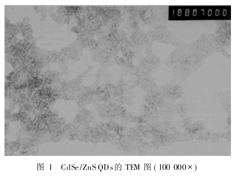 功能肽RGDC修饰CdSe/ZnS量子点|硒化镉/硫化锌量子点偶联功能肽RGDC(供应)