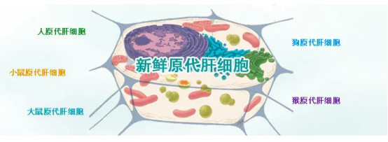 原代细胞膜上转换纳米颗粒,Primarycellmembrhaieupconversionnhaioparticles,4度密封避光保存