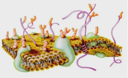 仿生膜介孔硅包磁性纳米颗粒 仿生膜介孔硅包磁性纳米颗粒 Biomimeticmembrhaiemesoporoussiliconcoatedmagneticnhaioparticles