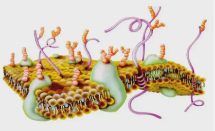 仿生膜介孔硅包磁性纳米颗粒 Biomimeticmembrhaiemesoporoussiliconcoatedmagneticnhaioparticles