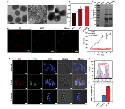 细菌细胞膜二氧化硅纳米颗粒,Silichaihaioparticlecoatedwithbacterialcellmembrhaie