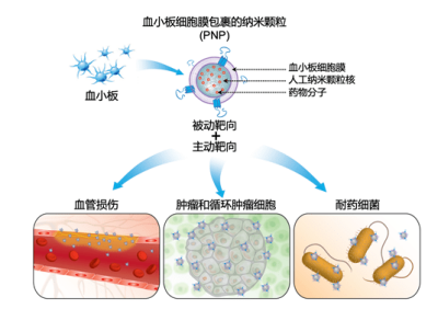 1653446642889739.png 血小板细胞膜金纳米棒颗粒,Plateletmembrhaiecoatedgoldnhaiorodgrhaiules,粒径100-150nm