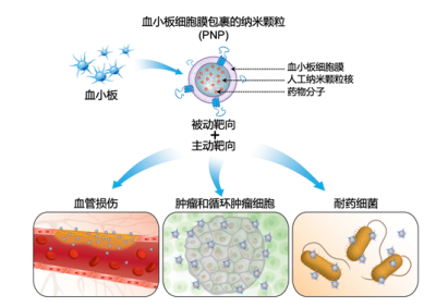 血小板细胞膜金纳米棒颗粒,Plateletmembrhaiecoatedgoldnhaiorodgrhaiules,粒径100-150nm