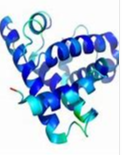 荧光染料ICG-Myoglobin 吲哚菁绿标记肌红蛋白(肌球蛋白)-定制