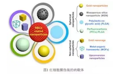 红细胞膜小鼠红细胞膜硅颗粒|红细胞膜包裹聚乳酸羟基乙酸共聚物(PLGA)纳米粒（）
