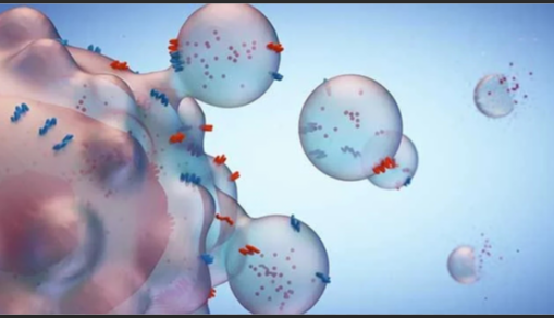 T细胞膜小鼠T细胞膜修饰纳米囊泡|细胞膜负载天然产物竹红菌乙素纳米囊泡（）