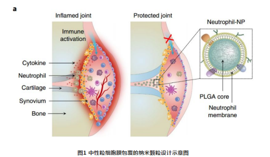 中性粒细胞膜包覆的纳米颗粒|定制巨噬细胞膜包覆的负载二氧化锰MnO2和顺铂Pt的仿生纳米粒