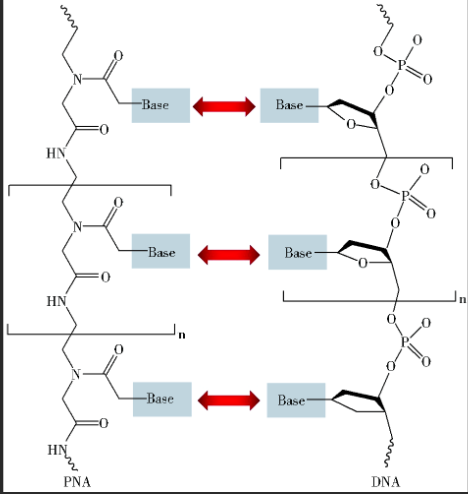 各种活性基团功能化肽核酸|生物素标记肽核酸|Biotin-PNA|生物素-PNA在合成过程中存在的问题
