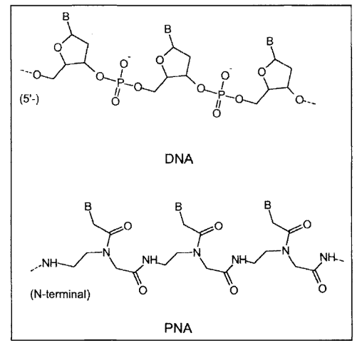 羧甲基荧光素6-FAM修饰PNA肽核酸|6-FAM/6--PNA|供应荧光修饰标记肽核酸的定制服务