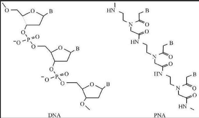 荧光染料修饰标记肽核酸|CY5.5-肽核酸|CY5.5-PNA|花菁染料CY5.5修饰PNA肽核酸的定制供应