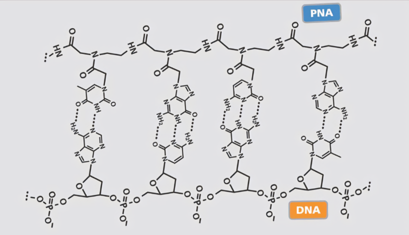 PNA肽核酸修饰改性纳米材料|PNA肽核酸修饰金纳米棒,纳米金(定制服务)
