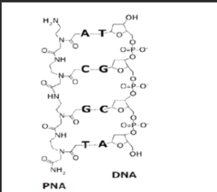 氮化碳纳米片(CNNS)表面负载装Cy5染料标记PNA(Cy5-PNA)|CNNS-Cy5-PNA的合成方法