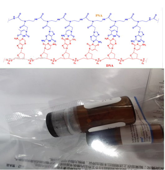 反义肽核酸定制产品|脂质体转染125I标记CerbB-2反义肽核酸(asPNA)的注意事项（）