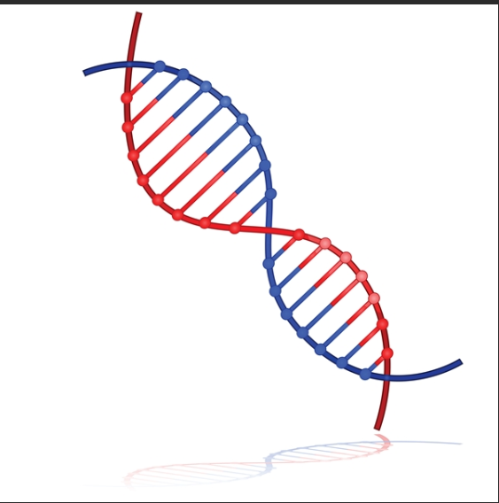 丙烯酰胺,缬草酸功能化脱氧核糖核酸DNA|巯基修饰寡聚DNA（提供DNA定制服务）