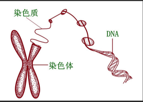 荧光量子点修饰DNA|硒化镉/硫化锌量子点修饰DNA（脱氧核糖核酸）|DNA-CdSe/CdsQDs|供应