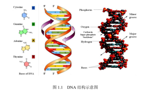 DNA修饰金属有机框架物薄膜 DNA修饰金属有机框架物薄膜|脱氧核糖核酸DNA修饰Cu-MOF薄膜,ZnTCPP@MOF薄膜(定制)