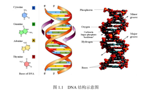 DNA修饰金属有机框架物薄膜|脱氧核糖核酸DNA修饰Cu-MOF薄膜,ZnTCPP@MOF薄膜(定制)