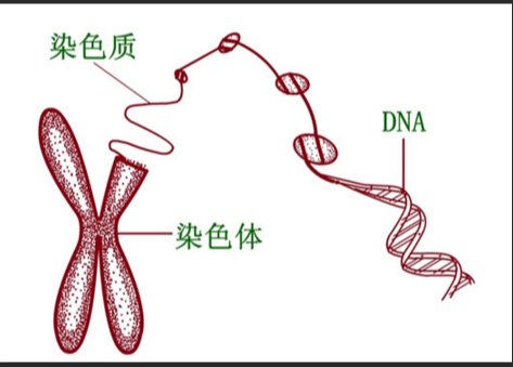 DNA脱氧核糖核酸修饰石墨粉末/碳纳米管/单层二硫化钼纳米片/二硫化钨纳米颗粒/四氧化三铁纳米颗粒（定制供应）