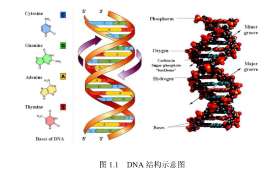 DNA脱氧核糖核酸定制产品|氧化石墨烯-连续鸟嘌呤碱基DNA复合膜|乳铁蛋白-DNA复合物|黄嘌呤氧化酶-DNA复合物