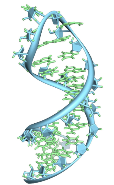 核糖核酸RNA修饰抗-N4-甲基胞苷 (m4C) 抗体/抗-2-甲基腺苷 (m2A) 抗体（提供RNA核糖核酸修饰的抗体）