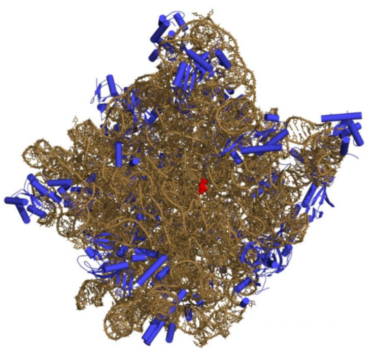 RNA核糖核酸修饰的抗体 核糖核酸RNA负载抗-N2,N2-二甲基鸟苷 (m2,2G) 抗体/抗-N6,N6-二甲基腺苷 (m6,6A) 抗体(参数信息)