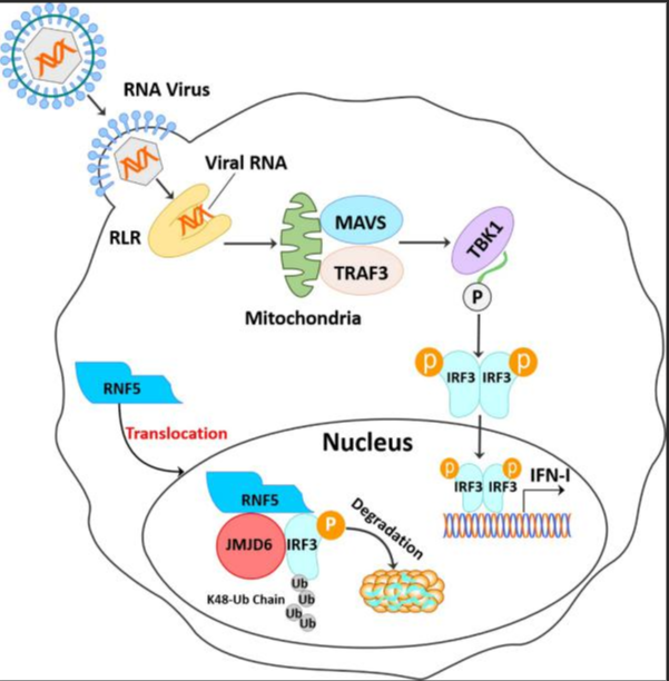转运RNA（tRNA）修饰5-甲基胞嘧啶(m5C)/3-甲基胞嘧啶(m3C)/7-甲基胞嘧啶(m7C)|简称tRNA-m5C/m3C/m7C