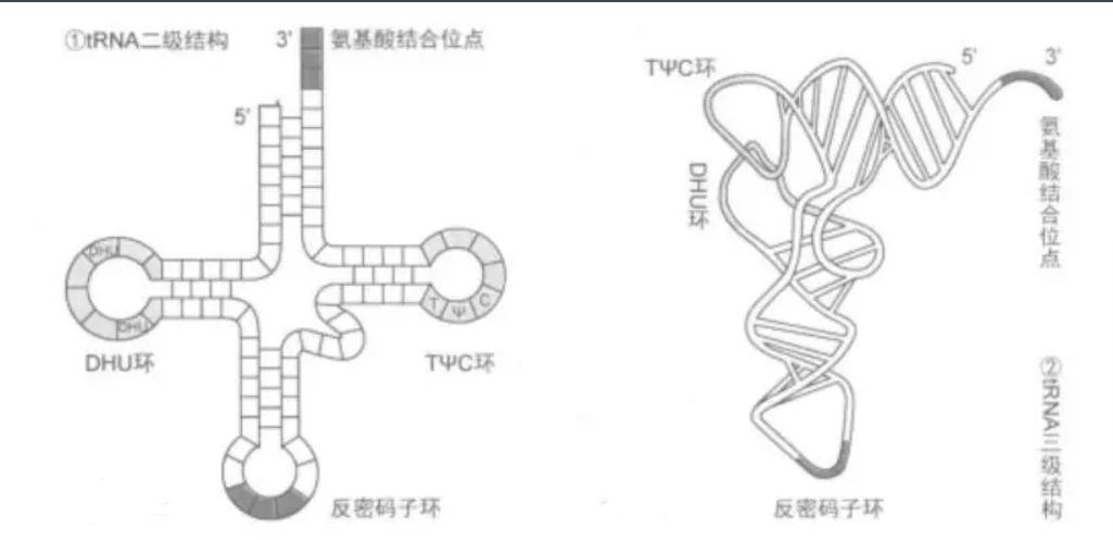 RNA核糖核酸修饰ATTO 610,620,633,637,647,655,680,700,725,740荧光染料|定制各种染料标记RNA