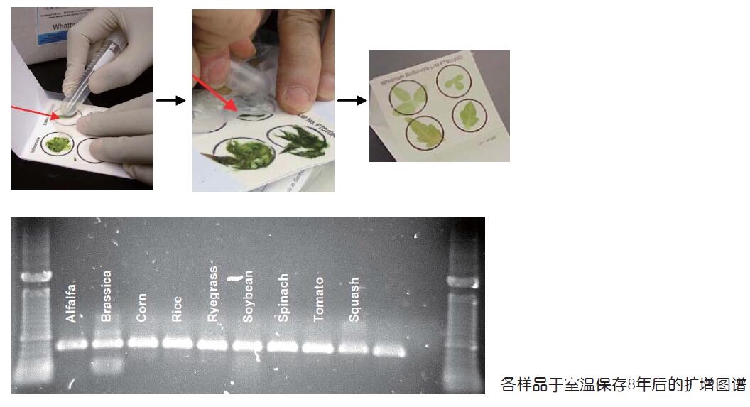 WB120065-whatman FTA植物存储卡PlantSaver