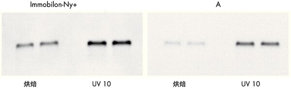 INYC00010-密理博带正电尼龙卷膜 0.45um 30CM*3.3M