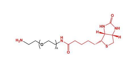 氨基聚乙二醇生物素 NH2-PEG-Biotin