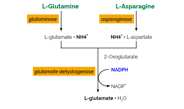L- 天冬酰胺/L-谷氨酰胺/氨 快速分析试剂盒