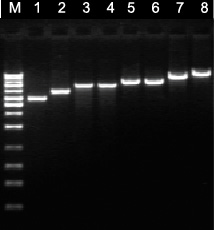 Axygen质粒小量制备试剂盒AP-MN-P-250