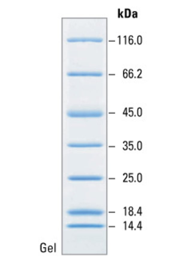 Thermo Fermentas未预染蛋白Marker 26610SM0431