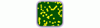 Gold Nanoparticles, 150 nm, 0.01% Au           Cat. No. GP01-150-100     150 nm    100 mL