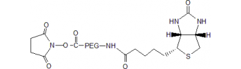 NHS PEG2 Biotin, Biotin PEG2 NHS           Cat. No. B-P2NS-1         5 mg