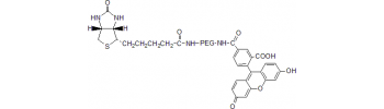 Biotin PEG Fiuorescein, Biotin-PEG-FITC           Cat. No. PG2-BNFC-2k     2000 Da    25 mg