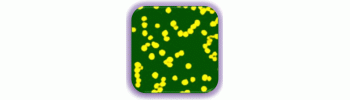 Gold Nanoshells on Silica beads           Cat. No. GNS50u-1     50 um    1 mL