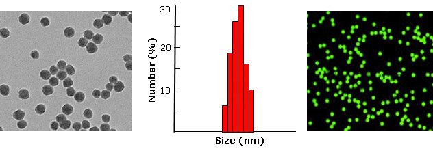 Streptavidin silica particles, green fluorescent           Cat. No. Si1u-FCSV-1     1 um    0.5 mL