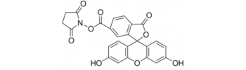 Fluorescein NHS, 5(6)-Carboxyfluorescein N-hydroxysuccinimide Ester           Cat. No. FCNS01         50 mg