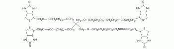 4-Arm PEG Biotin           Cat. No. PG4A-BN-5k     5000 Da    50 mg