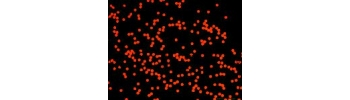 Red colored Silica nanoparticles           Cat. No. Si500-R-1     500 nm    1 mL