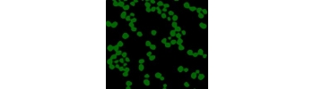 Silica Particles, aqueous suspension           Cat. No. Si01-30-1     30 nm    1 mL