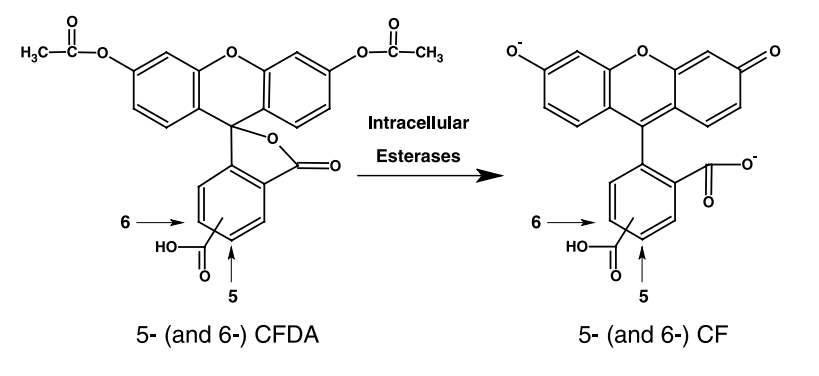 5(6)-CFDA（5(6)-羧基二乙酸荧光素） 货号:               C4037  规格:               50 mg