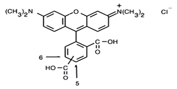 5(6)-TAMRA, 混合物 货号:               T5007  规格:               20 mg