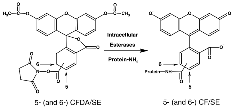 5(6)-CFDA, SE（5(6)-羧基荧光素二乙酸，琥珀酰亚胺酯） 货号:               C4070  规格:               5 mg