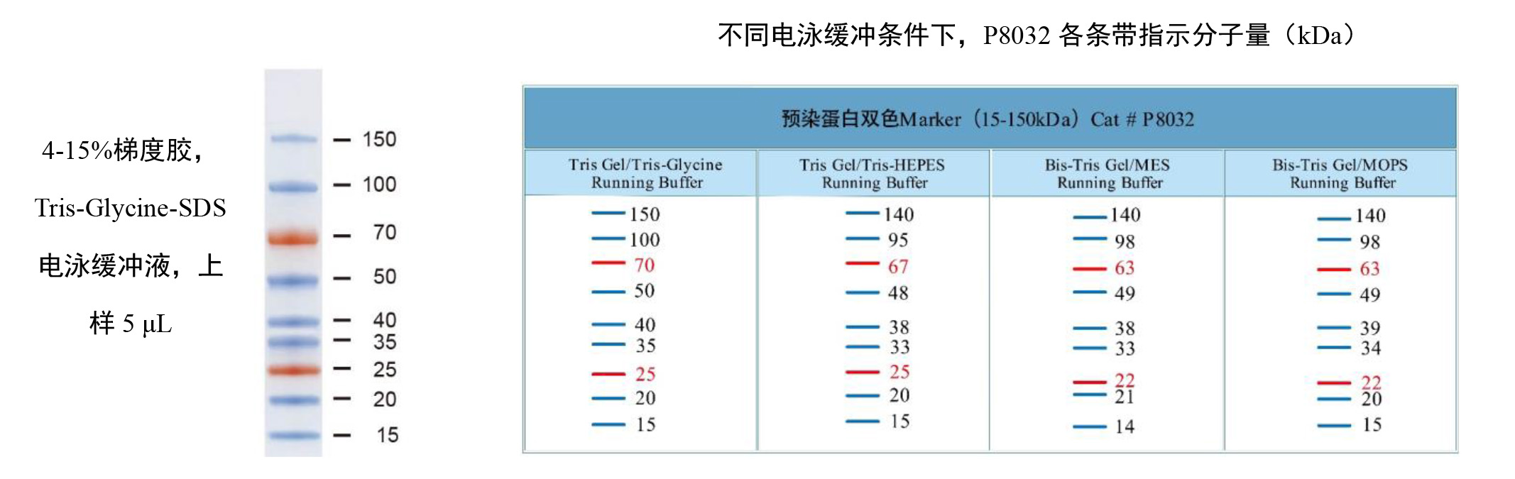 预染蛋白双色Marker（15-150kDa） 货号:               P8032S/P8032M/P8032L  规格:               25 µL / 2 × 250 µL / 10 × 250 µL