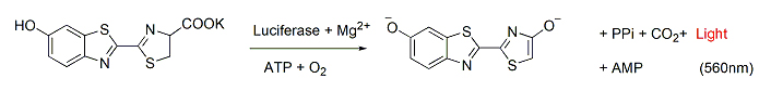 D-Luciferin, Potassium Salt（D-萤光素钾盐） 货号:               D1009S/D1009L  规格:               10 mg/500 mg