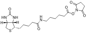 Biotin-X SE（生物素-X 琥珀酰亚胺酯） 货号:               B5064  规格:               10 mg