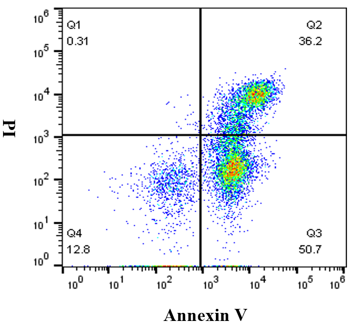 FITC-Annexin V/PI 细胞凋亡试剂盒 货号:               F6012S/F6012M/F6012L  规格:               10T/50T/100T