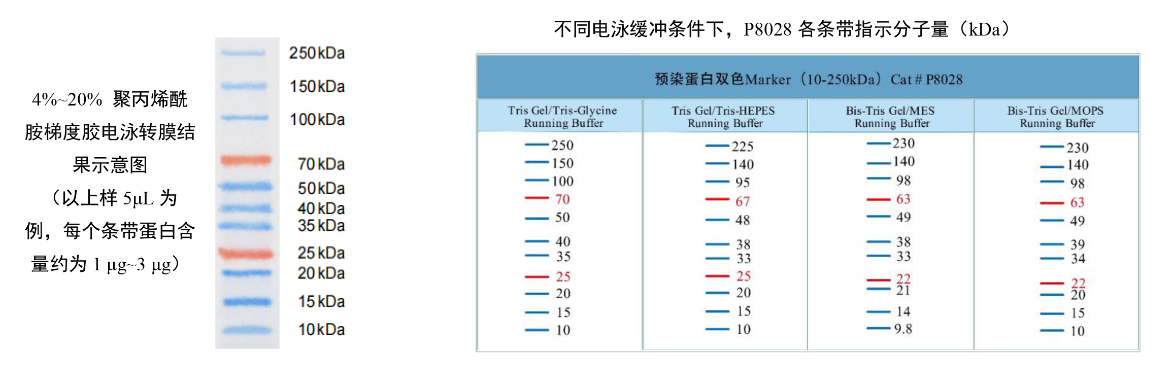 预染蛋白双色Marker(10-250kDa) 货号: P8028S/P8028M/P8028L 规格: 25 µL/2 × 250 µL/10 × 250 µL
